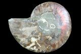 Agatized Ammonite Fossil (Half) - Madagascar #83796-1